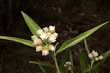 APII jpeg image of Ozothamnus stirlingii  © contact APII