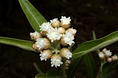 APII jpeg image of Ozothamnus stirlingii  © contact APII