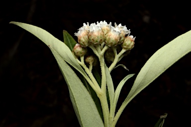 APII jpeg image of Ozothamnus stirlingii  © contact APII