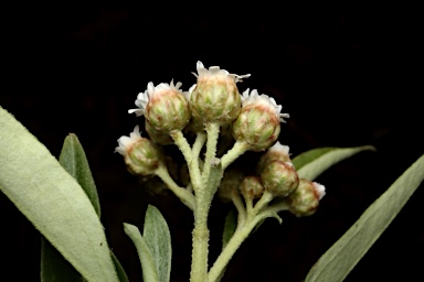 APII jpeg image of Ozothamnus stirlingii  © contact APII