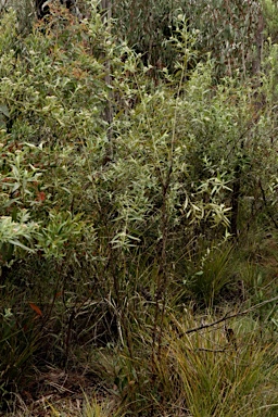 APII jpeg image of Ozothamnus stirlingii  © contact APII