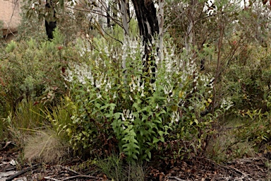 APII jpeg image of Veronica derwentiana subsp. derwentiana  © contact APII