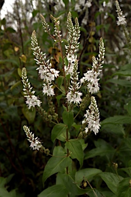 APII jpeg image of Veronica derwentiana subsp. derwentiana  © contact APII