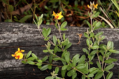 APII jpeg image of Podolobium alpestre  © contact APII