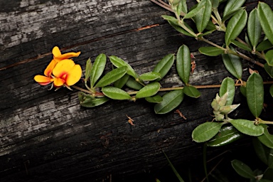 APII jpeg image of Podolobium alpestre  © contact APII