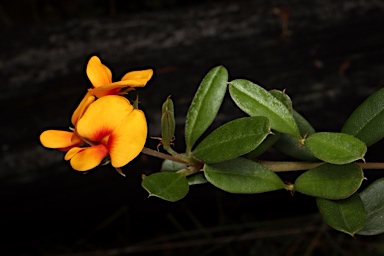 APII jpeg image of Podolobium alpestre  © contact APII