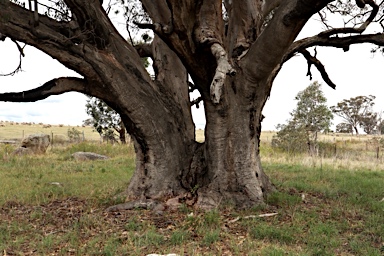 APII jpeg image of Eucalyptus camaldulensis  © contact APII