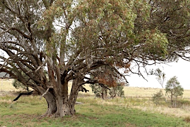 APII jpeg image of Eucalyptus camaldulensis  © contact APII