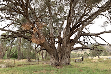 APII jpeg image of Eucalyptus camaldulensis  © contact APII
