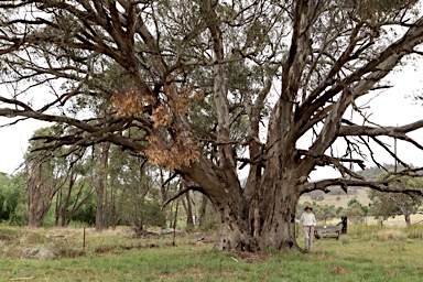 APII jpeg image of Eucalyptus camaldulensis  © contact APII