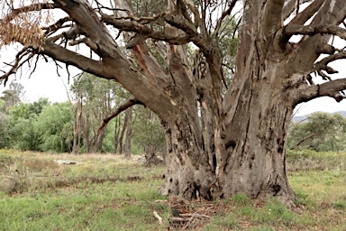 APII jpeg image of Eucalyptus camaldulensis  © contact APII