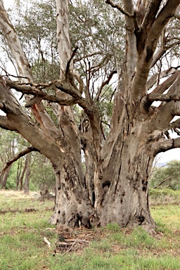 APII jpeg image of Eucalyptus camaldulensis  © contact APII