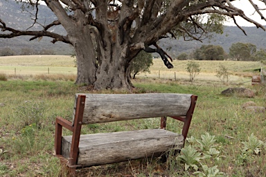 APII jpeg image of Eucalyptus camaldulensis  © contact APII