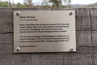 APII jpeg image of Eucalyptus camaldulensis  © contact APII