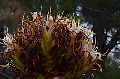 APII jpeg image of Doryanthes excelsa '(White flowers)'  © contact APII