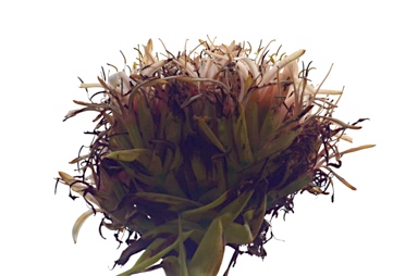 APII jpeg image of Doryanthes excelsa '(White flowers)'  © contact APII