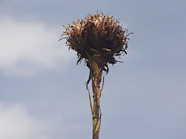 APII jpeg image of Doryanthes excelsa '(White flowers)'  © contact APII