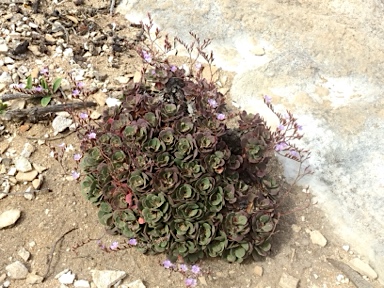 APII jpeg image of Limonium hyblaeum  © contact APII