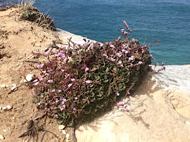 APII jpeg image of Limonium hyblaeum  © contact APII