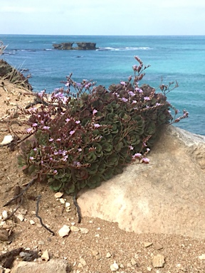 APII jpeg image of Limonium hyblaeum  © contact APII
