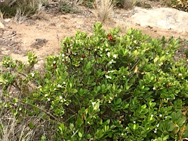 APII jpeg image of Alyxia buxifolia  © contact APII