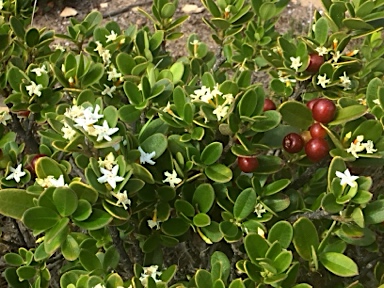 APII jpeg image of Alyxia buxifolia  © contact APII