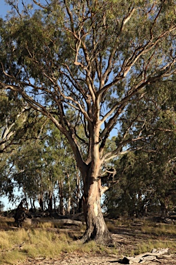 APII jpeg image of Eucalyptus camaldulensis subsp. camaldulensis  © contact APII