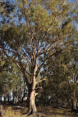 APII jpeg image of Eucalyptus camaldulensis subsp. camaldulensis  © contact APII