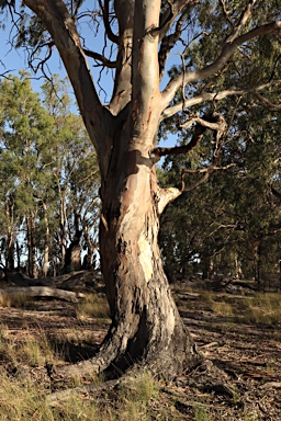 APII jpeg image of Eucalyptus camaldulensis subsp. camaldulensis  © contact APII