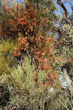 APII jpeg image of Amyema preissii  © contact APII