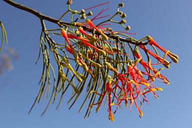 APII jpeg image of Amyema preissii  © contact APII