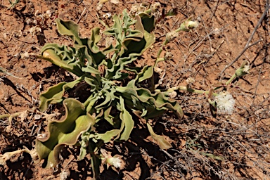 APII jpeg image of Mesembryanthemum guerichianum  © contact APII