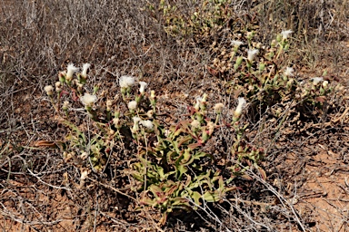 APII jpeg image of Mesembryanthemum guerichianum  © contact APII
