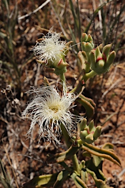APII jpeg image of Mesembryanthemum guerichianum  © contact APII