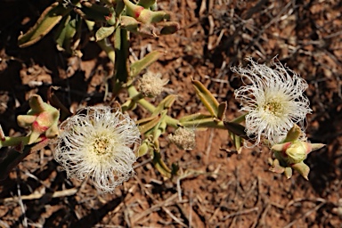 APII jpeg image of Mesembryanthemum guerichianum  © contact APII