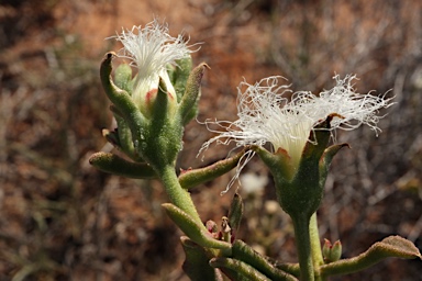 APII jpeg image of Mesembryanthemum guerichianum  © contact APII