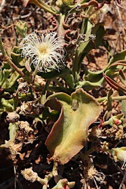 APII jpeg image of Mesembryanthemum guerichianum  © contact APII