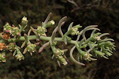 APII jpeg image of Mesembryanthemum granulicaule  © contact APII