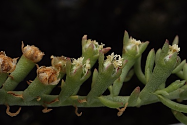 APII jpeg image of Mesembryanthemum granulicaule  © contact APII