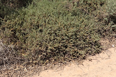 APII jpeg image of Mesembryanthemum granulicaule  © contact APII