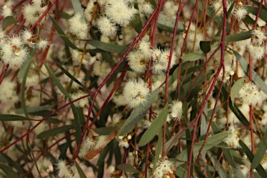 APII jpeg image of Eucalyptus leptophylla  © contact APII