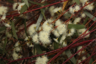 APII jpeg image of Eucalyptus leptophylla  © contact APII