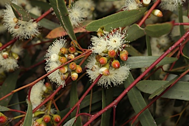 APII jpeg image of Eucalyptus leptophylla  © contact APII