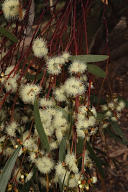 APII jpeg image of Eucalyptus leptophylla  © contact APII
