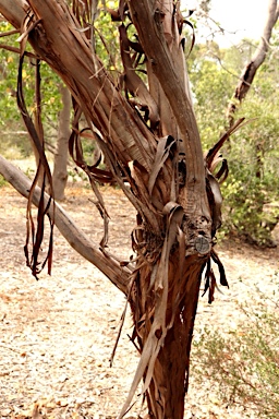 APII jpeg image of Eucalyptus leptophylla  © contact APII