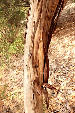 APII jpeg image of Eucalyptus leptophylla  © contact APII