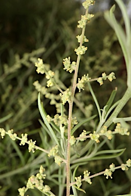 APII jpeg image of Rhagodia crassifolia  © contact APII