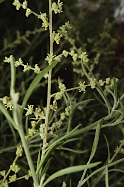 APII jpeg image of Rhagodia crassifolia  © contact APII