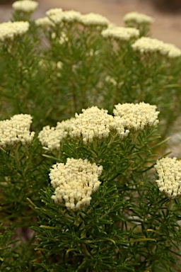 APII jpeg image of Cassinia uncata  © contact APII