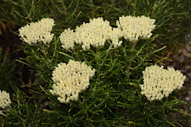 APII jpeg image of Cassinia uncata  © contact APII